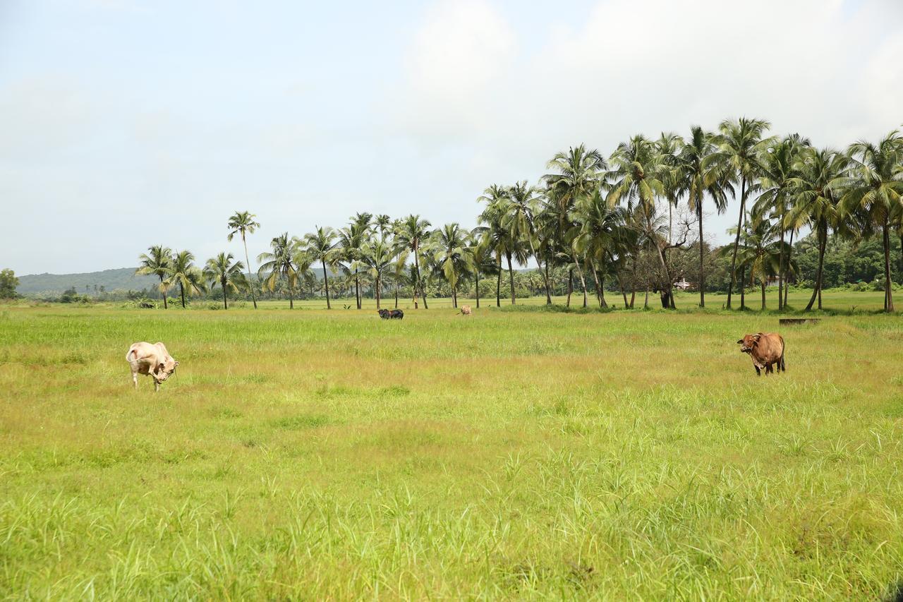 Lar Amorosa Calangute Buitenkant foto